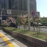 都庁近くにて - 2013/04/19